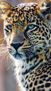 8 aug 2020 bekijk het bord mooie dieren van yzette op pinterest. Jaguar Dieren Mooi Dieren Mooie Katten