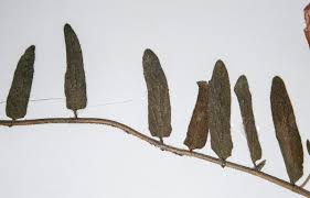 Image result for Ipomoea fulvicaulis