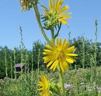 Compass Plant (Silphium laciniatum) | Heartland Seed of ...