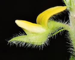 Image result for Stipularia