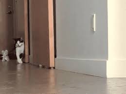 Time For A Walk Funny Cats Funny Cat Videos Cute Cats