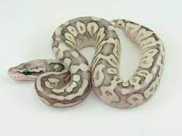 Cinnamon Mojave Pastel Spider Ball Python Ball Python Morphs Python