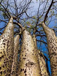 Sandbox Tree Facts Where Does The Sandbox Tree Grow And Other Info