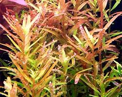 Image result for Rotala gossweileri