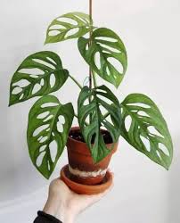 Maybe you would like to learn more about one of these? Tanaman Bunga Hias Monstera Janda Bolong Lazada Indonesia