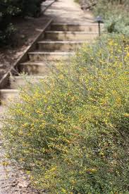 Image result for Enneapogon scoparius