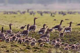 De partij voor de dieren is tegen het uitzetten van dieren en zou de oorspronkelijke opzet van de oostvaardersplassen dan ook nooit gesteund hebben. Oostvaardersplassen