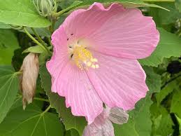 Image result for Hibiscus rhabdotospermus