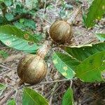 Image result for Rothmannia whitfieldii