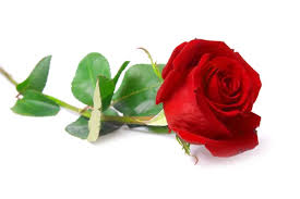 Imagens de Linda rosa flor sem royalties | DepositPhotos