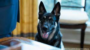 The bidens have another dog, major, who was the first white house pet to be adopted from a shelter. Joe Biden S Dog Set For Extra Training After Acting Up News Dw 13 04 2021