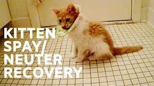 Foster Kitten Spay And Neuter Surgery Recovery Youtube Cat Neutering Foster Kittens Cat Parenting