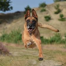 The abmc represents belgian malinois owners and breeders across the united. Malinois