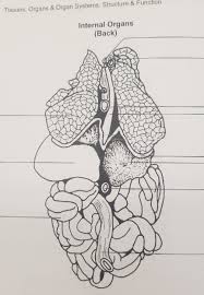 What are the different types of internal organs? Solved Tissues Organs Organ Systems Structure Funct Chegg Com