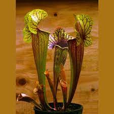 Sarracenia Catesbaei Pitchers Plant Sarracenia Plants Pitcher Plant