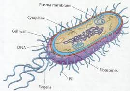 Is there a printable plant and animal cell diagram? How To Draw Bacteria Cell Diagram Easy Step By Step Video Tutorial Rock Draw
