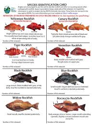 types of rockfish