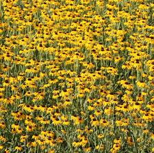 Image result for Berkheya speciosa