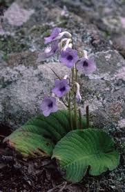 Image result for Streptocarpus eylesii