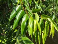 Image result for Shirakiopsis