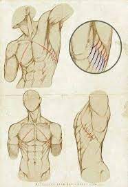 500x300 the digital art 101 sitemap male torso, anatomy and drawings. Male Torso Study Anatomy Art Anatomy Sketches Anatomy Drawing