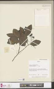 Image result for Platycoryne pervillei