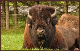 The app has 3.40 out of 5 stars from 44 votes generated from users on this site. Bison Fute Photo Et Image Animaux Animaux Sauvages Nature Images Fotocommunity