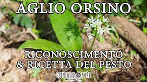The fuss is easy to understand. Aglio Orsino Riconoscimento E Ricetta Del Pesto Youtube