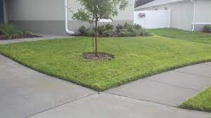 Bahia Grass Lawn Bahia Grass Lawn Lawn Care Bahia Grass