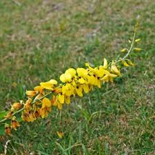 Image result for Crotalaria schliebenii