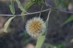 Image result for Vernonia adoensis