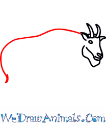 Draw the shape of the other front leg around the guide on the far right side. How To Draw A Mountain Goat