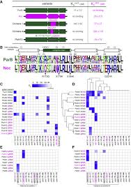 Maybe you would like to learn more about one of these? Diversification Of Dna Binding Specificity By Permissive And Specificity Switching Mutations In The Parb Noc Protein Family Sciencedirect