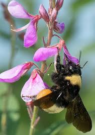 Image result for Bombus cingulatus