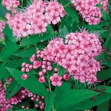 Image result for Spiraea japonica ´Little Princess