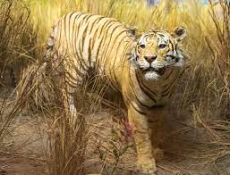 International tiger day ➡ international tiger day 2020 check it out! Internationaler Tag Des Tigers International Tiger Day 29 Juli