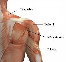 The muscles of the shoulder bridge the transitions from the torso into the head/neck area and into the upper extremities of the arms and hands. Exercise And Evolution The Complex Mobile And Beautiful Shoulder Bar Method
