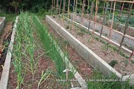 Résultat de recherche d'images pour "nouer l'ail"