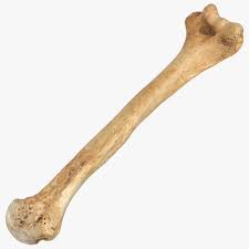 Labed image is at the end of the video. 3d Model Human Humerus Bone 01