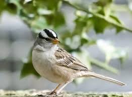 A very attractive sparrow with the median white crown stripe edged with bold black stripe and white supercilium. White Crowned Sparrow Backyard Bird Shop