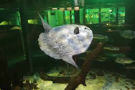 Wassertiere meerestiere fische mondfisch ozean kreaturen fantastische tierwelten unterwasser fotografie gefüllter fisch leben im meer. Texel Lebendiger Mondfisch Zur Beobachtung Im Ecomare Naturschutz Ruhr