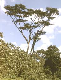 Image result for Albizia adianthifolia × gummifera