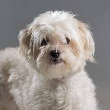 When it comes to online pet adoption, you have options. Dog Adoption Madison Wisconsin