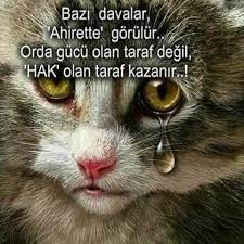mavikarpuz adli kullanicinin aa pisikolojik panosundaki pin hayvan sozleri hayvan haklari resimli alintilar