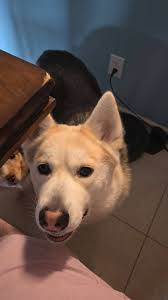 Rehoming and Adoption of Dogs and Puppies in Florida