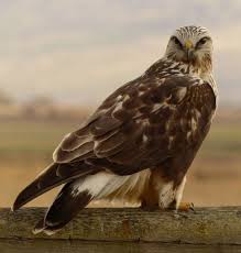 Birds Of Prey Upstate New York Pin By Jocelyn Kramer On Eagle Hawk Falcon Spirit Power Animals Birds Of Prey Birds Wild Birds