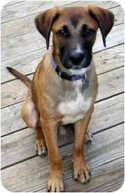 Female (spayed) beautiful cookie is a cur mix. Baltimore Md Plott Hound Meet Andy A Pet For Adoption