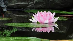 The flower lifts itself above the muddy water, which represents the act of rising above all. Lotus Flower Meaning And Symbolism 7 Chakra Store