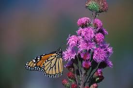 To verify, go to the source and check the information there. Free Photo Monarch Butterfly On The Flower Animal Butterfly Flower Free Download Jooinn
