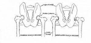 kopeklerde kalca displazisi cikigi kopek egitmeni kopek egitimi kopek kalcalar